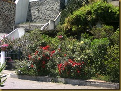 fleurs-salina