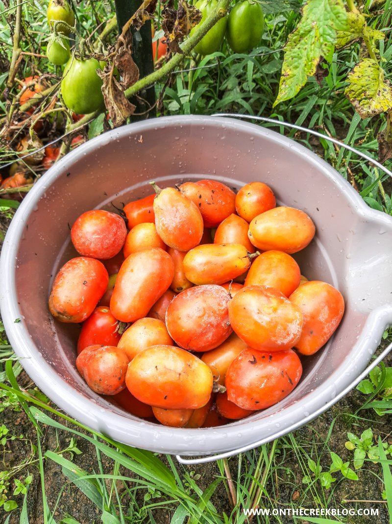 Roma VF tomato harvest | On The Creek Blog // www.onthecreekblog.com