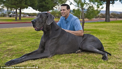 Biggest dog in the world