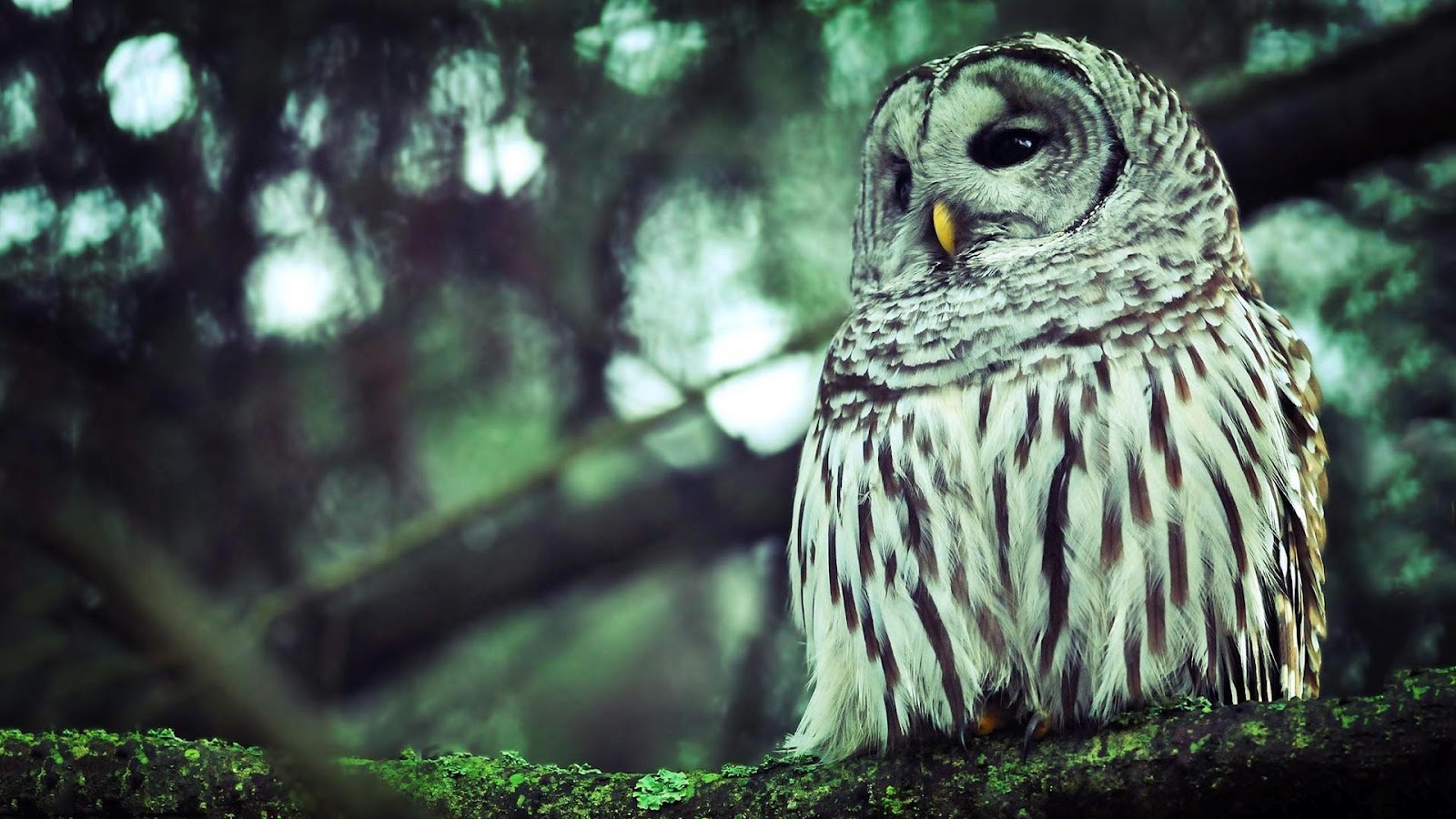 Beautiful Owl Full Hd Wallpapers Owl Hd Wallpapers Owl Afalchi Free images wallpape [afalchi.blogspot.com]