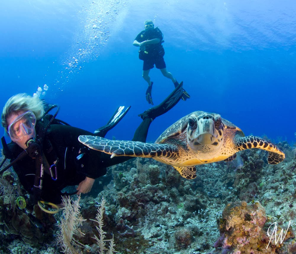 Scuba diving grand cayman