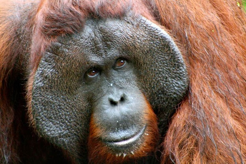 18+ Orangutan Flange, Paling Baru!