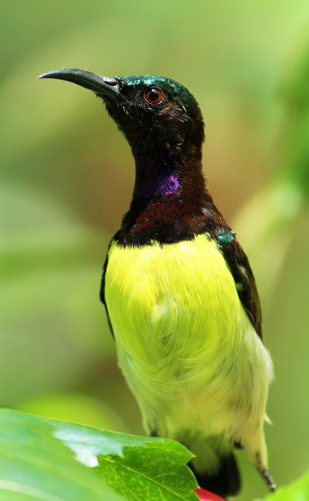 Picture of a sunbird up close.