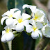 A image of blossomed bunch of araliya flowers.