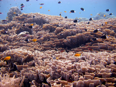 Bunaken Surga Diving Dan Snorkeling Terkenal Di Indonesia