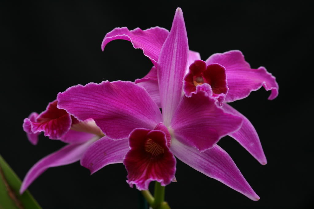 types of flowers making Laelia Purpurata Orchid | 1023 x 682