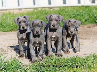 Great Dane