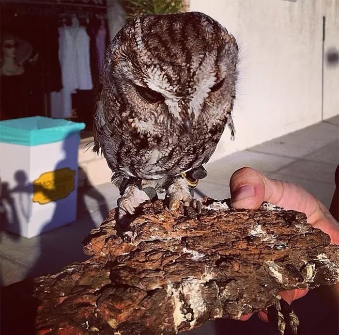 Meet Zeus, The Blind Little Owl With Galaxies In His Eyes Who Is Rescued And Now Lives At The Wildlife Learning Center In San Fernando Valley, California