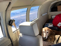 Labrador and mutt nesting in the back of a Mooney M20F with the rear seatbacks removed