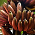 CONHEÇA A BANANA ROXA E APRENDA A CULTIVAR A PLANTA EM CASA