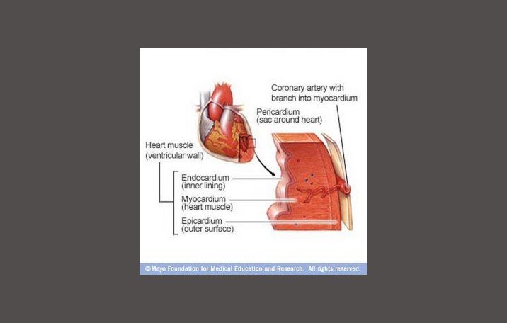  Jantung  Pengertian Struktur Fungsi Bagian Riolan