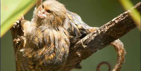 Pygmy Marmosets si MONYET kecil