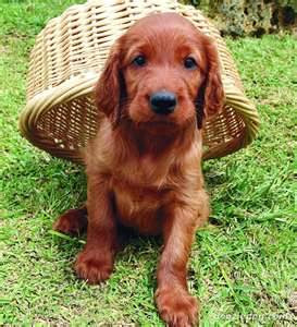 Irish Setter Puppy Picture