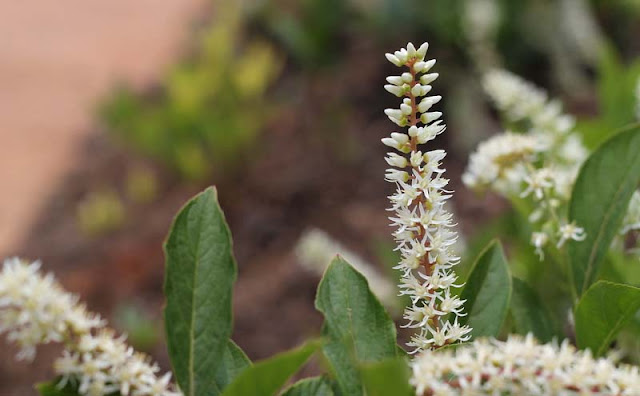 Itea Virginica Flowers