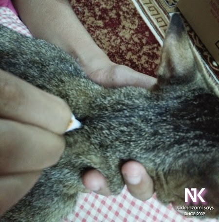 Ubat Kutu Kucing Jenis Tiub - NIKKHAZAMI.COM