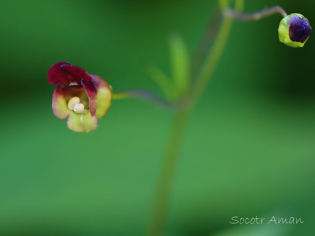 Scrophularia duplicatoserrata