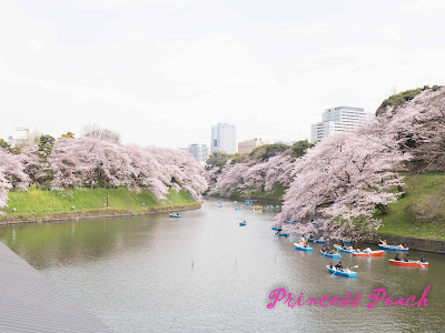 東京賞櫻@千鳥之淵