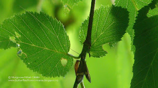 Nemophora degeerella male DSC85054