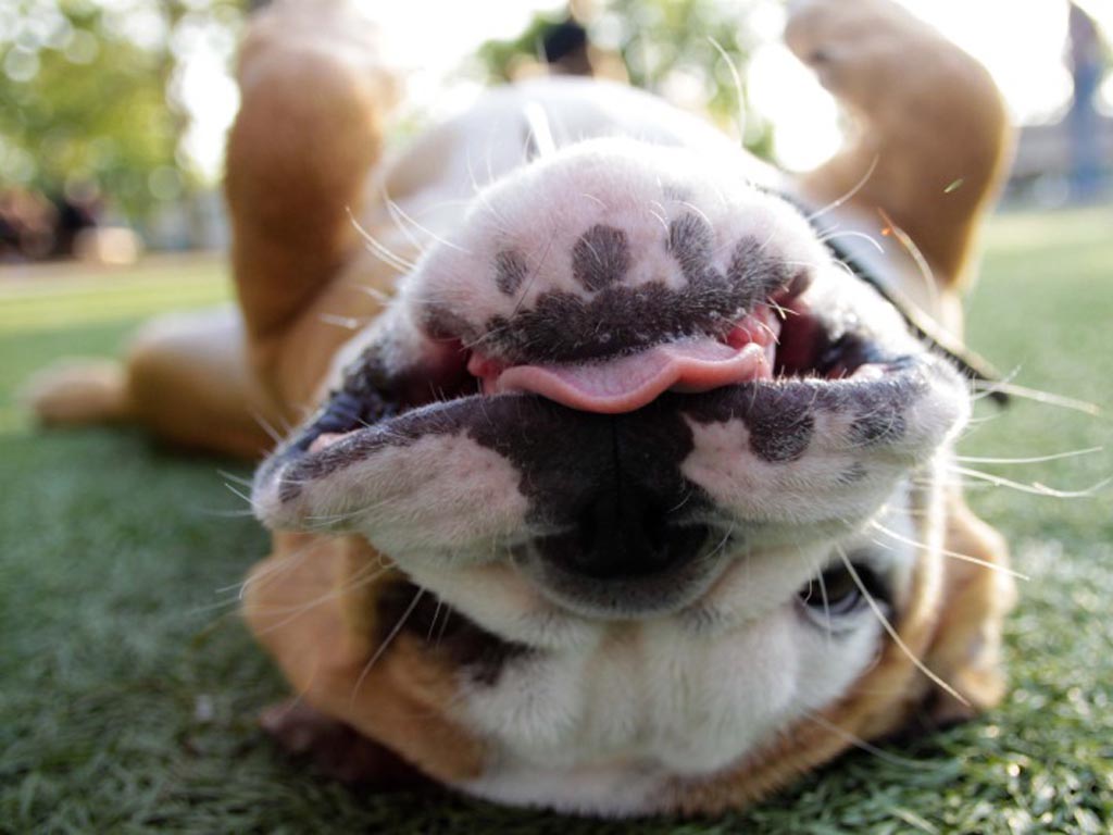 Funny Bulldogs New Nice Photos 2012 | Funny Animals