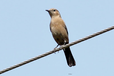 Brown Rock Chat