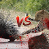 Animals attack - Episode 2