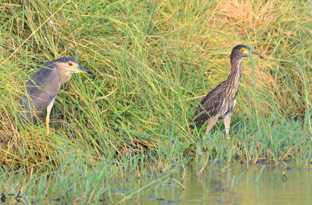 The black-crowned night heron (Nycticorax nycticorax), commonly abbreviated to just night heron 