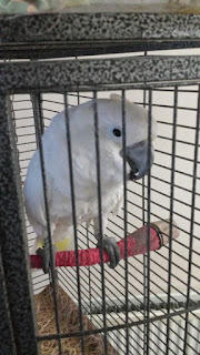 Umbrella Cockatoo