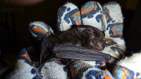extinct-bat