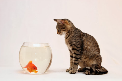 Beautiful Cat & Gold Fish HD Wallpaper Free