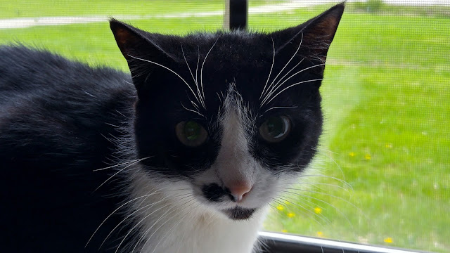 Dottie, happy cat in the window