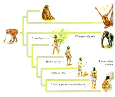 clasificacion de los animales. clasificacion de los animales.