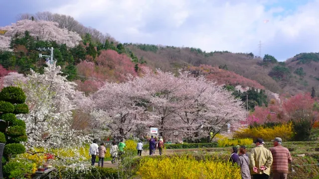 Cherry Blossom in Fukushima
