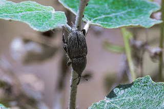 picudo-negro-del-agave-scyphophorus-acupunctatus-