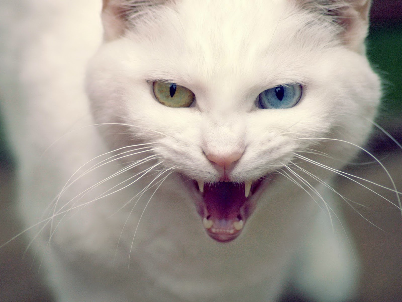 Foto dan Gambar Kucing Anggora Yang Lucu