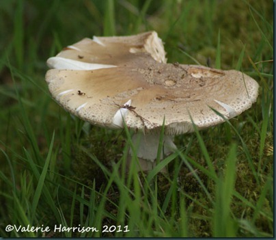 2-toadstool