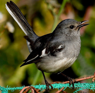 "Oriental Magpie-Robin - Copsychus saularis, female ,resident  perched on garden fence."."