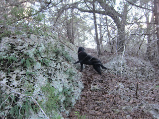 BeeGee trying to get in some rocking climbing before it gets dark