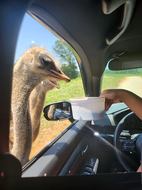 Atlanta Safari Park Ostriches