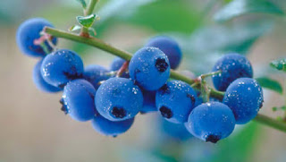 Cara memilih blueberry yang matang dan segar dari pohon