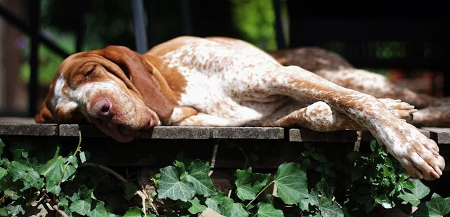 Bracco Italiano