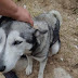 PRESENTA DENUNCIA PENAL POR PRESUNTO CASO DE MALTRATO ANIMAL EN SAN LUCAS TECOPILCO