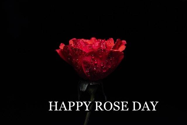 HAPPY ROSE DAY, ROSE DAY, ROSE DAY IMAGES DOWNLOAD