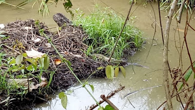 Telur Buaya Menetas Di Kebun Warga  