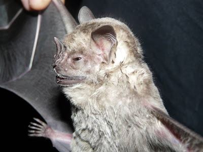 Fringed Fruit eating Bat