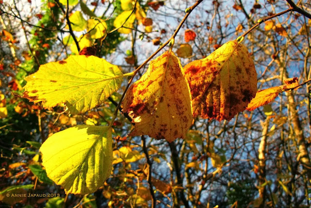 leaves for gold© Annie Japaud 2013, blog, photography, autumn, leaves, nature, colourful, golden