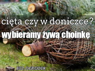 choinka cięta czy w doniczce