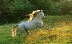 Best Horse HD Free Photos Download.30