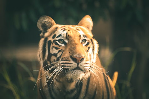Vistas Ch.2 - The Tiger King  (In Hindi: A Review of the Translation)