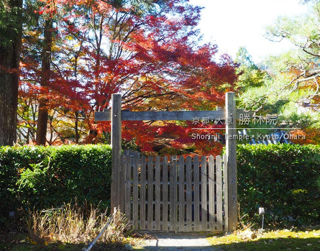 京都 大原 勝林院の紅葉