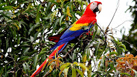 Scarlet macaw bird pictures_Ara macao